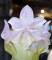 Ваза Daum Amaryllis 40 см (7690)