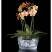Ваза / чаша для фруктов Lalique Bacchantes 14*29 см (8094)