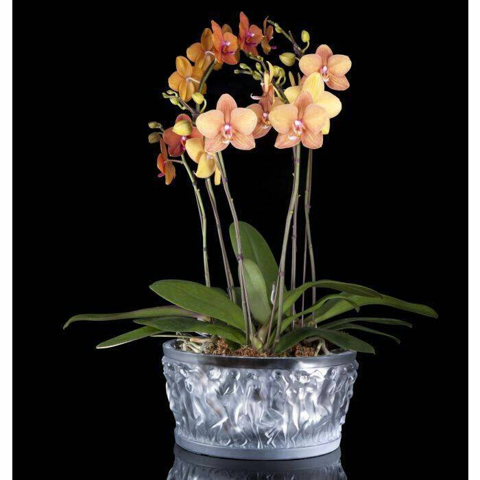 Ваза / чаша для фруктов Lalique Bacchantes 14*29 см (8094)